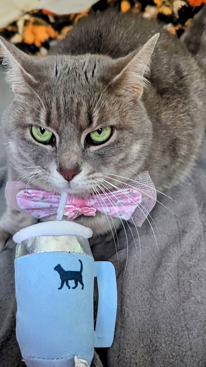 PUPROAR Kitty Cup Cat Toy