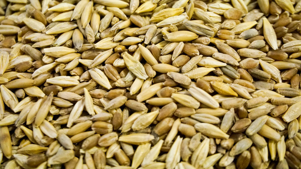 Organic Cat Grass Blend