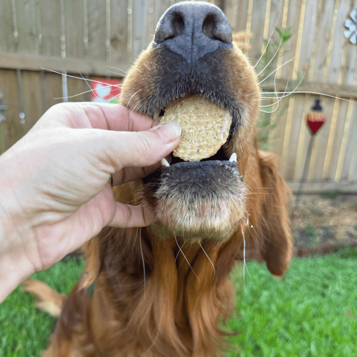 Farm To Pet Fish Chips