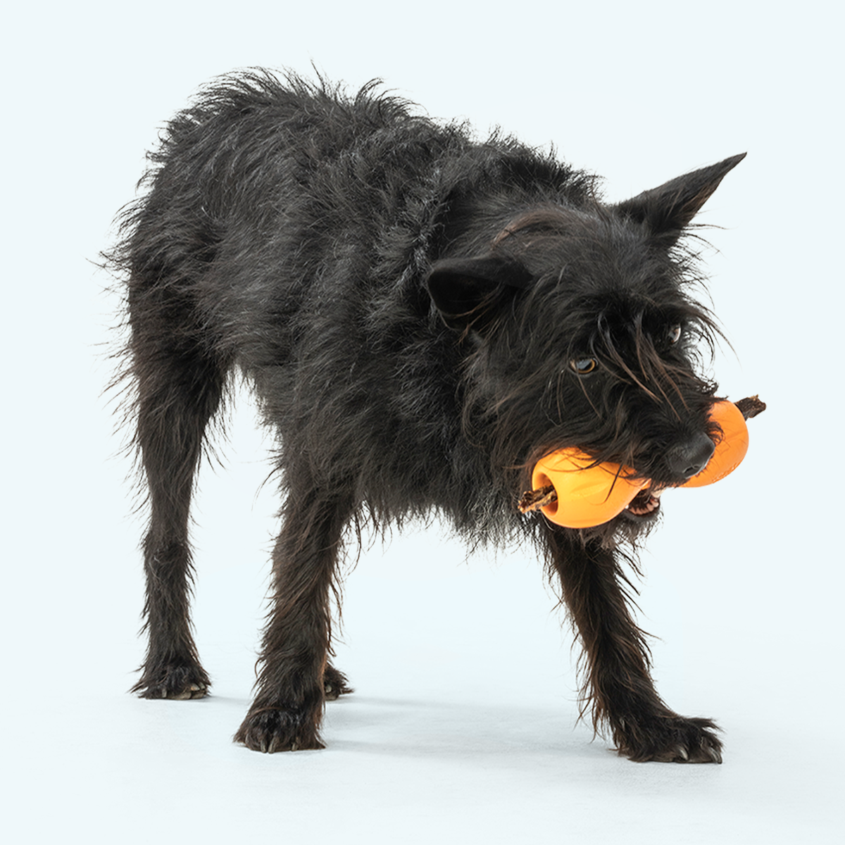 West Paw Qwizl Treat Toy