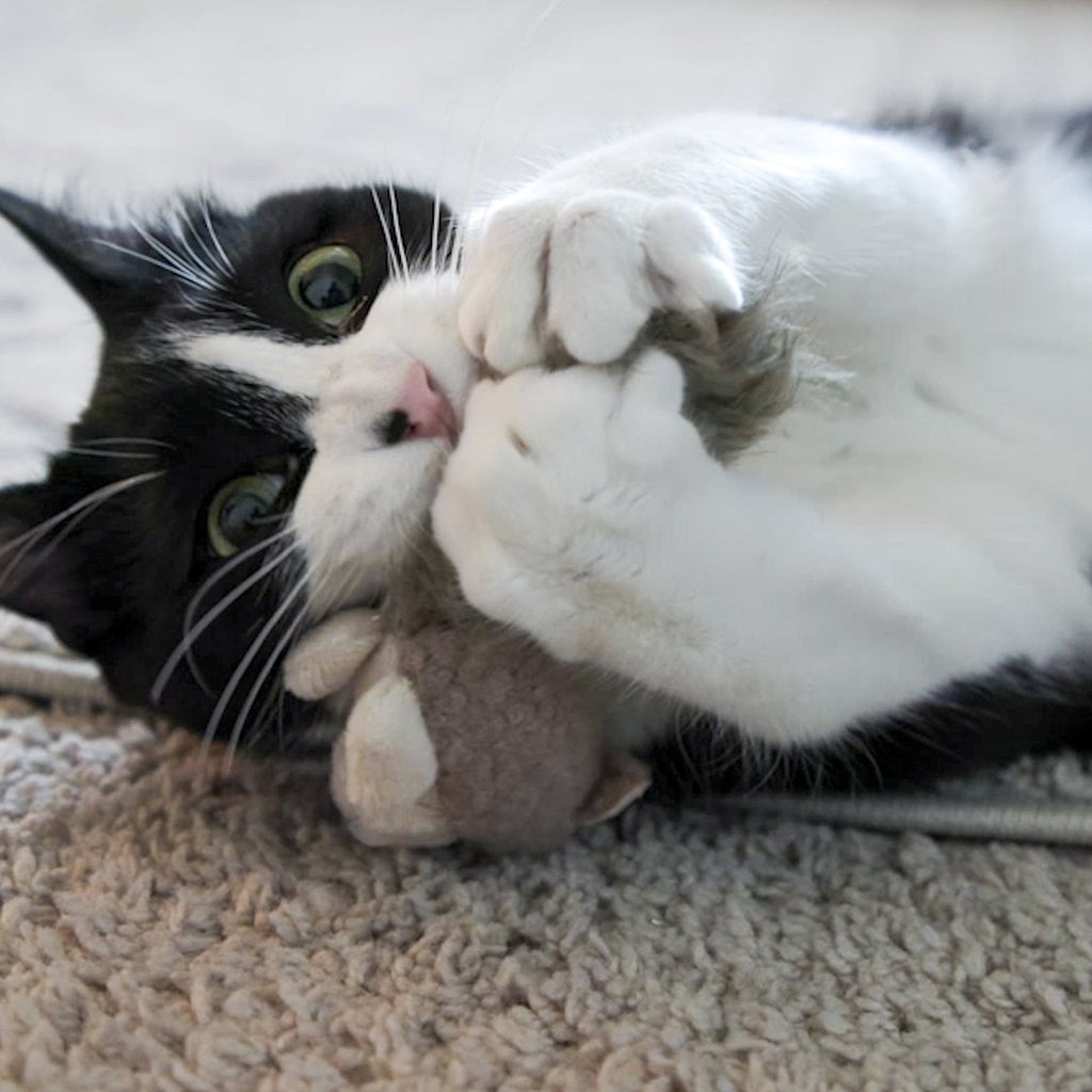 HuggleKats Squirrel Cat Toy