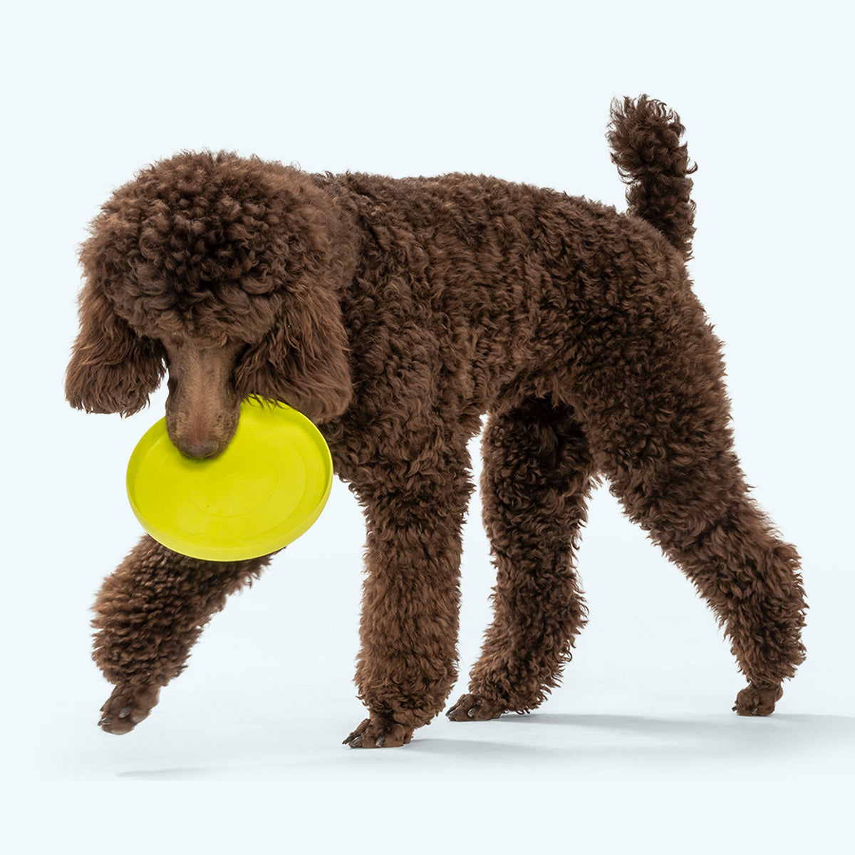 West Paw Zisc Flying Disc