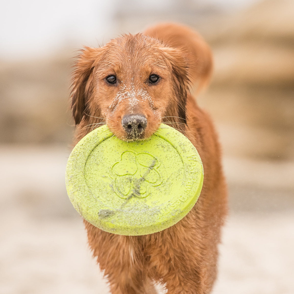 West Paw Zisc Flying Disc