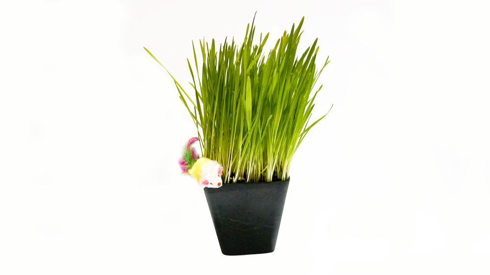 Organic Cat Grass Blend