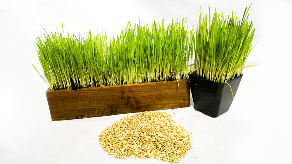Organic Cat Grass Blend